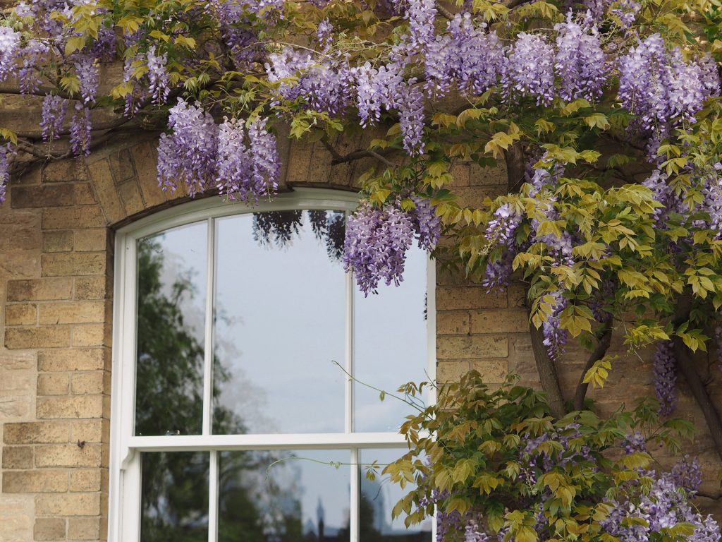 timber sash windows